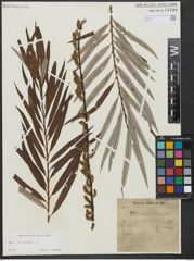 Foto von Salix viminalis L.